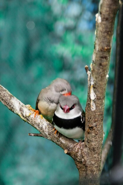 Photo beaux oiseaux astrild estrildidae assis sur une branche