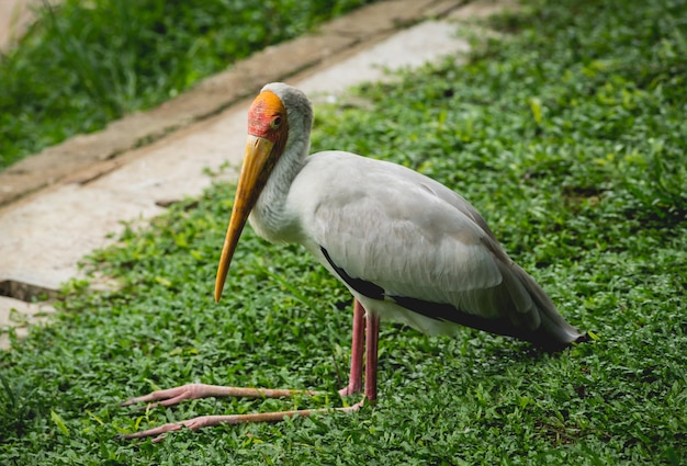 Beaux oiseaux au zoo tropical.