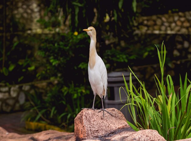 Beaux oiseaux au zoo tropical