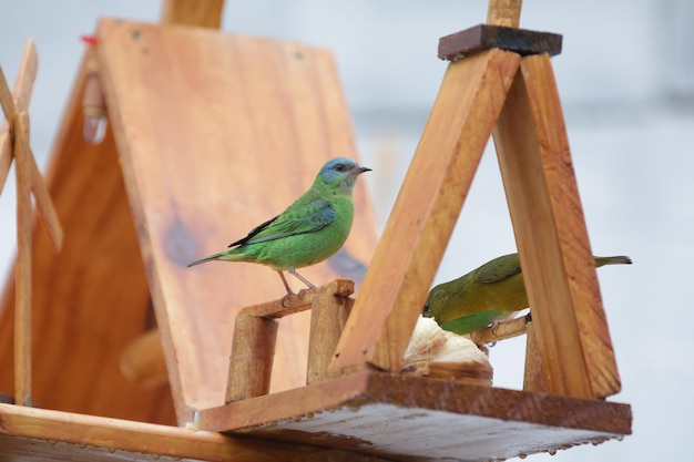 Beaux oiseaux colorés dans la nature se nourrissant de divers types de fruits.