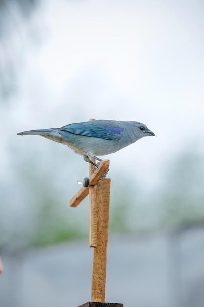 Beaux oiseaux colorés dans la nature se nourrissant de divers types de fruits.