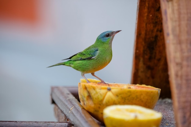 Beaux oiseaux colorés dans la nature se nourrissant de divers types de fruits.