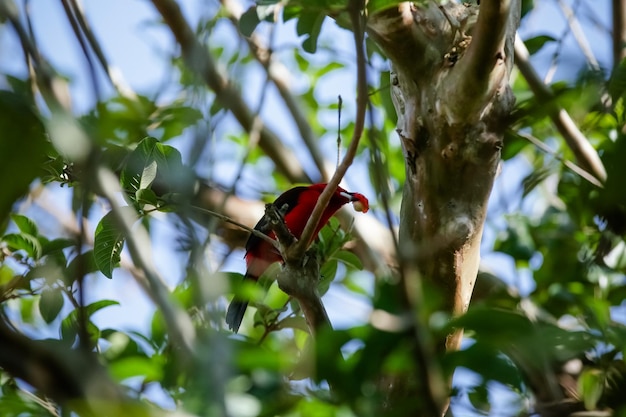 Beaux oiseaux colorés dans la nature se nourrissant de divers types de fruits.