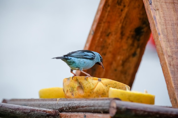 Beaux oiseaux colorés dans la nature se nourrissant de divers types de fruits.