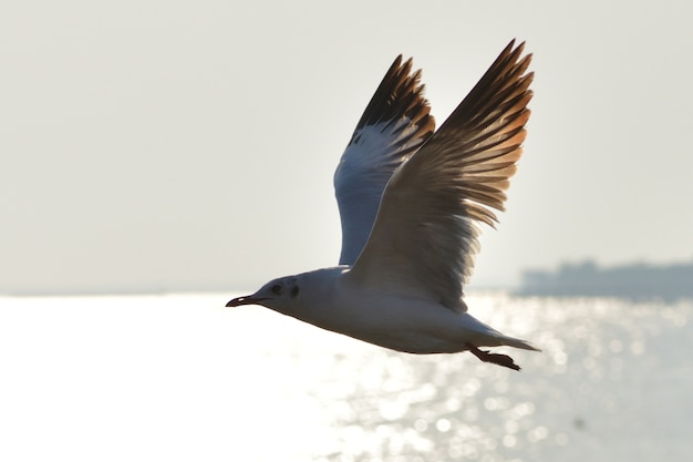 Beaux oiseaux coucher de soleil et mouette survolant la surface de la mer