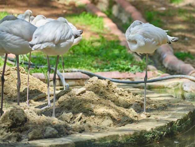 Beaux oiseaux flamants roses au bord de l'eau