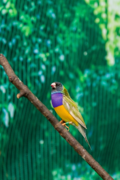 Beaux oiseaux Guldova Amadina (Erythrura gouldiae) assis sur une branche en gros plan