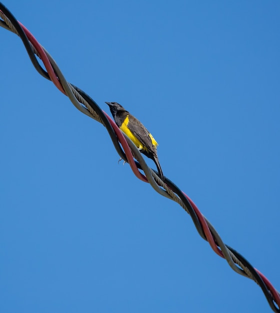 Beaux oiseaux jaunes sur le poteau de fil à haute tension