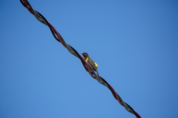 Beaux oiseaux jaunes sur le poteau de fil à haute tension