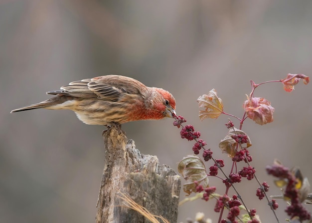 Beaux Oiseaux Moineau