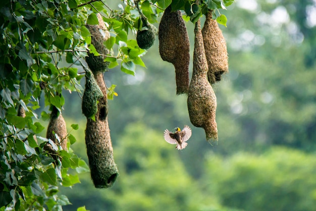 De beaux oiseaux tisserands jouant autour du nid pendant la saison des pluies à Katmandou au Népal