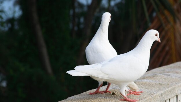 de beaux oiseaux