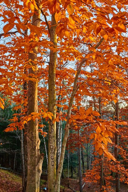 Beaux orangers en forêt à la fin de l'automne