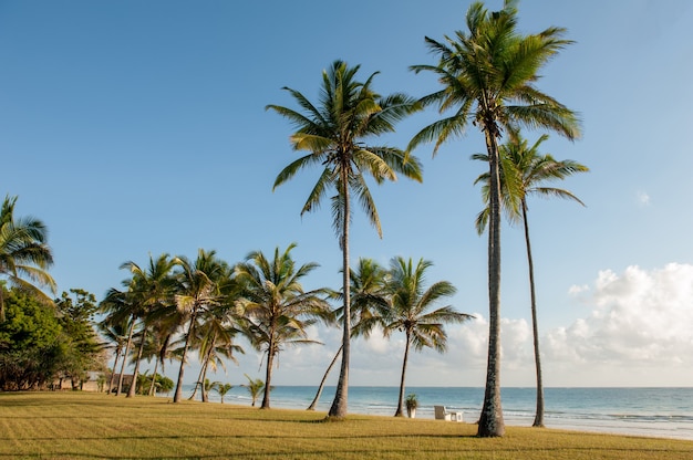 Beaux palmiers à la plage océan Indien