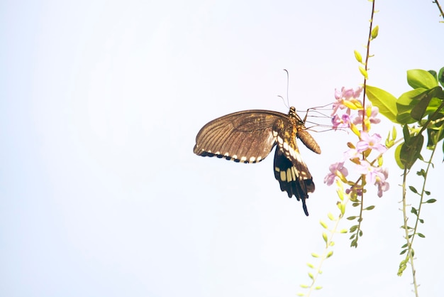 Beaux papillons sur un bouquet de fleurs violettes