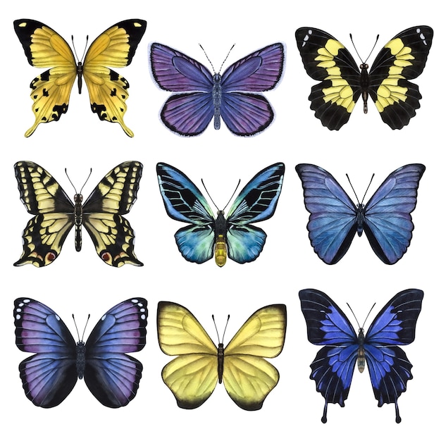 Beaux papillons colorés Illustration aquarelle dessinée à la main isolée sur fond blanc