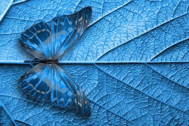 Beaux papillons tropicaux bleus isolés.