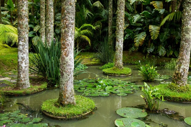 Beaux paysages dans les Açores Portugal Nature tropicale dans l'île de Sao Miguel Açores