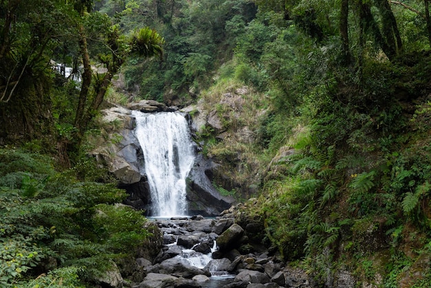 Beaux paysages forestiers avec des cascades