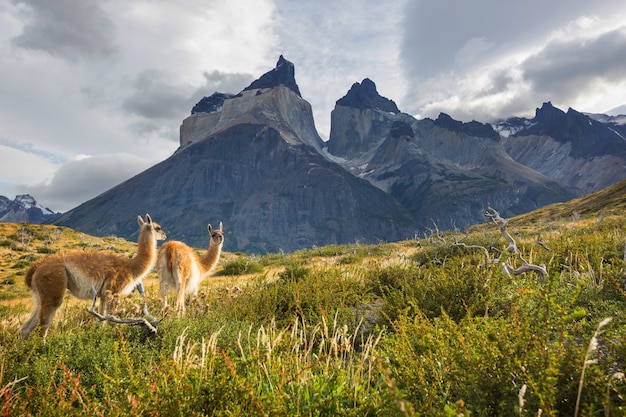 Beaux paysages de montagne et guanaco dans le parc national de Torres del Paine, Chili. Région de randonnée de renommée mondiale.