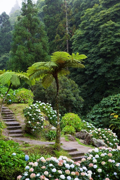 Beaux paysages de paysages aux Açores Portugal Nature tropicale dans l'île de Sao Miguel aux Açores