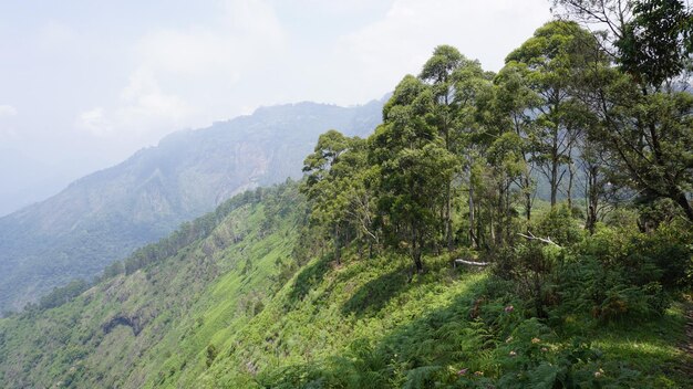 Photo de beaux paysages verdoyants denses de la station de colline de kodaikanal remplis de brume et de ciel nuageux vue panoramique du sommet de la colline