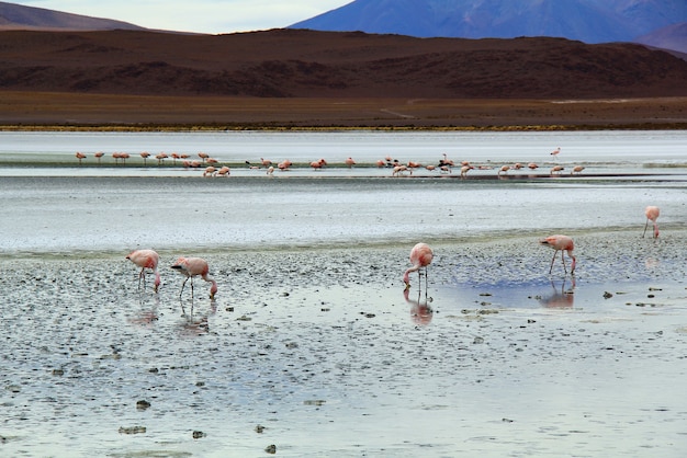 Beaux paysages vue sur la Laguna Colorada au Salar de Uyuni, en Bolivie.