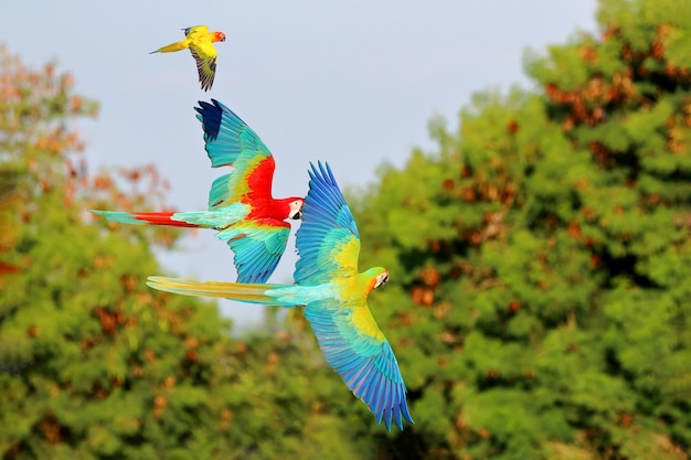 Beaux perroquets drôles volant dans la forêt.