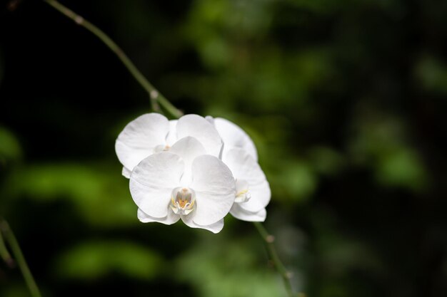 Beaux pétales blancs d'une fleur d'orchidée sur fond sombre