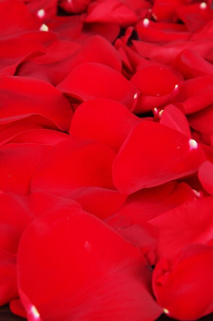 Beaux pétales de fond gros plan de roses rouges