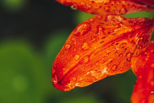 Beaux pétales de lis fleurissant orange rouge en macro.