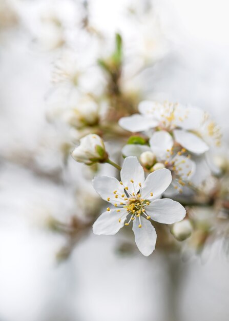 Beaux pétales de prunier sauvage de floraison fraîche sur un fond de bokeh