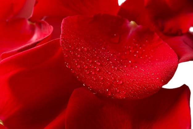 Beaux pétales de rose rouges, gros plan