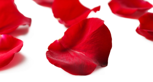 Beaux pétales de rose rouges, isolés sur blanc