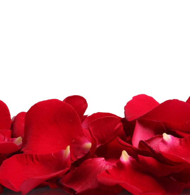 Beaux pétales de roses rouges isolés sur blanc