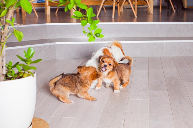 Les beaux petits chiens pékinois passent activement du temps sur le sol