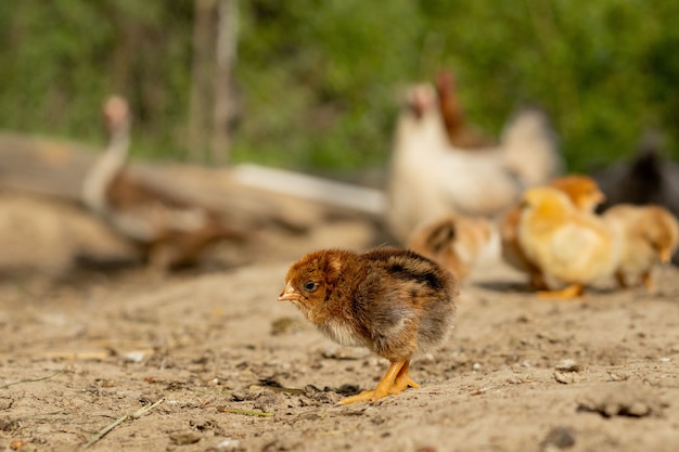 Beaux petits poulets dans le jardin