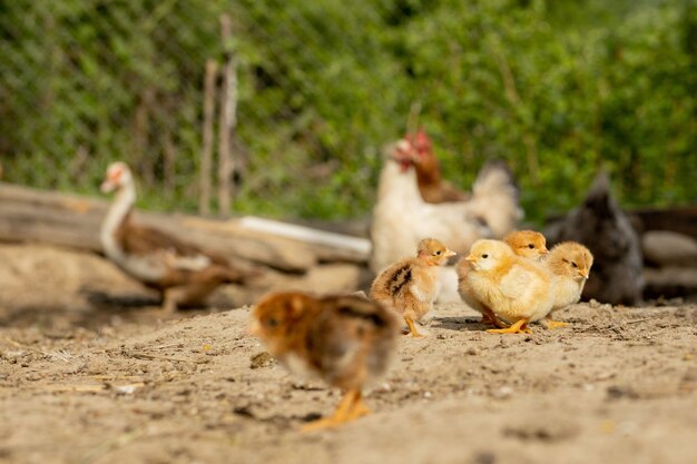 Beaux petits poulets et poules