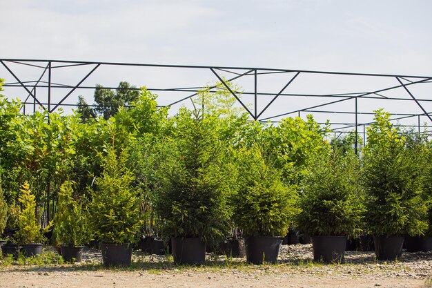 Les beaux petits sapins de Noël en pots se tiennent alignés dans le greenshop en été