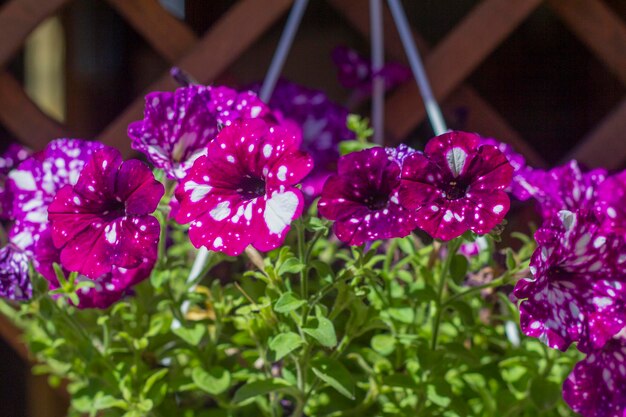 Beaux pétunias violets en fleurs dans un pot suspendu sur la véranda ou le belvédère d'été.