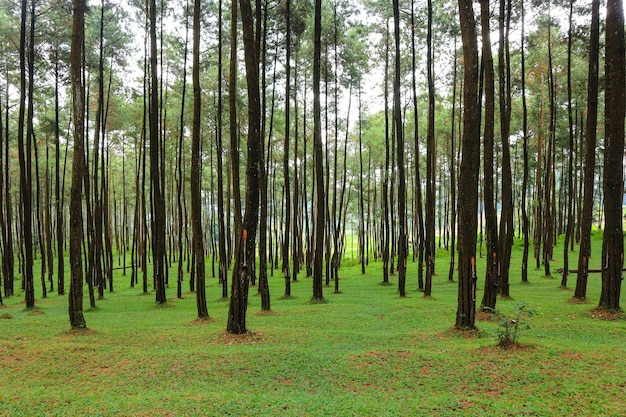 beaux pins de la forêt d'été