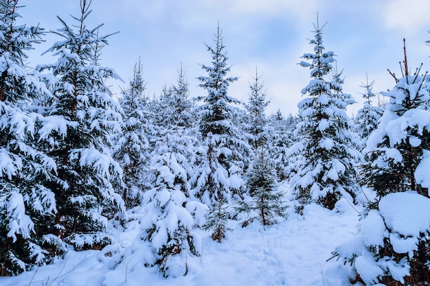 Beaux pins recouverts de neige en hiver