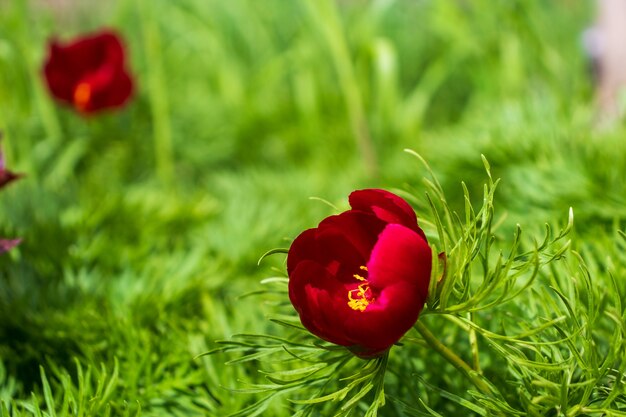 Beaux pions dans le jardin