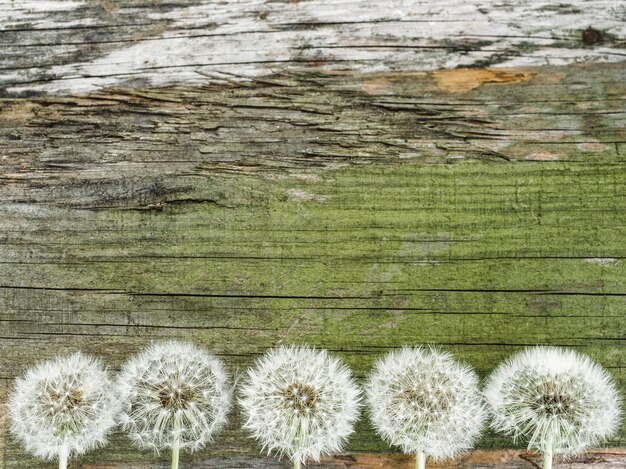 Beaux pissenlits allongés sur un tableau blanc