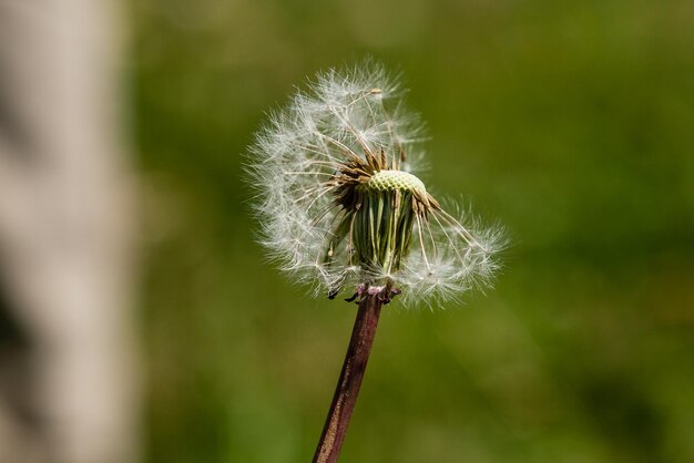 Beaux pissenlits sur fond vert