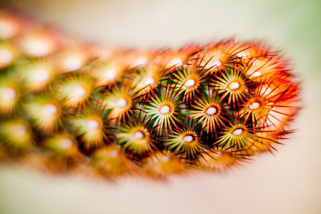 Beaux plans macro de cactus épineux.