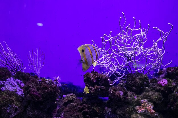 Beaux poissons d'aquarium en milieu naturel et entourés d'algues
