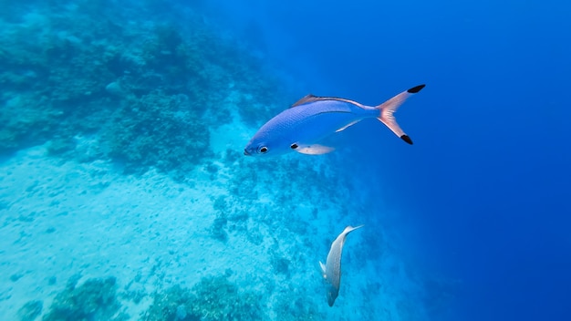 De beaux poissons bleus aux nageoires orange pâle nagent au fond de la mer bleue