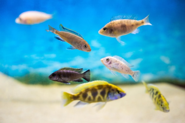 Beaux poissons colorés dans l'aquarium