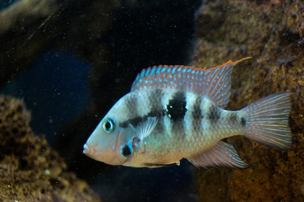 De beaux poissons dans l'aquarium